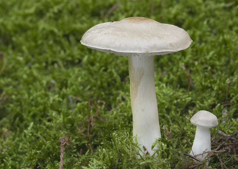 Tricholoma inamoenum